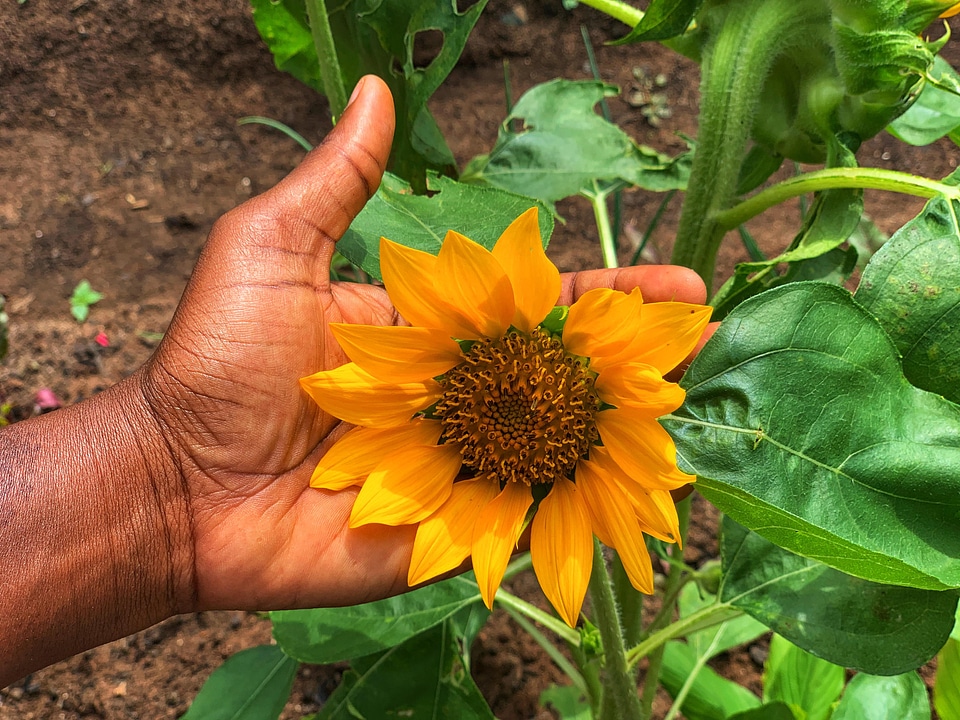 Flora flower hand