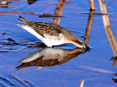 Wilson's phalarope at Seedskadee National Wildlife Refuge
