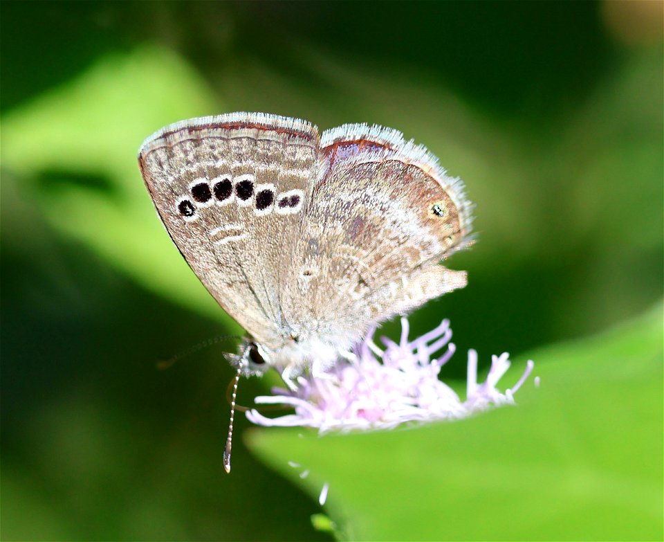 BLUE, REAKIRT'S (Hemiargus isola) (12-31-2022) national buttrtfly center, palmview, hidalgo co, tx -01