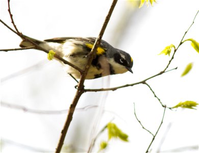 Yellow-rumped Warbler photo