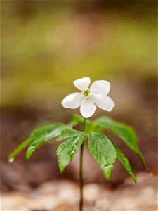 Wood Anemone photo