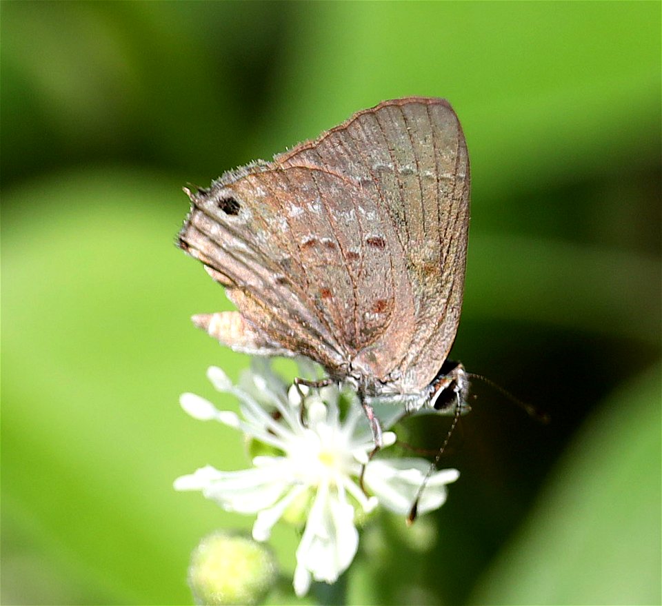 SCRUB-HAIRSTREAK, MALLOW (Strymon istrapa) (12-11-2022) national buttrerfly center, mission, hidalgo co, tx -01