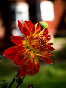 Dahlia photo