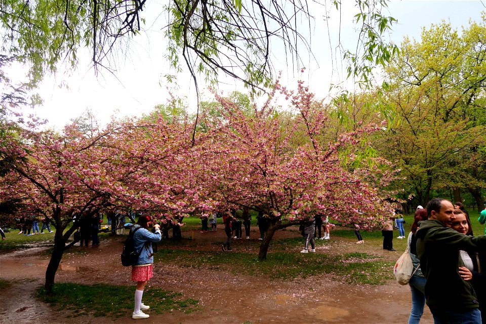 japanes_garden_rain_Herastrau (108)