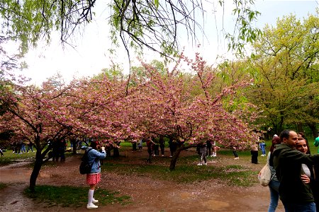 japanes_garden_rain_Herastrau (108)