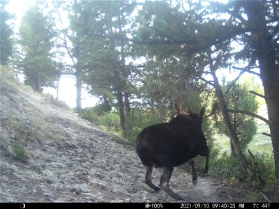 Moose flees from wolf photo