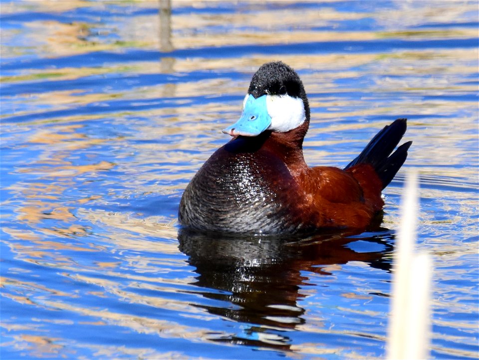 Ruddy duck at Seedskadee National Wildlife Refuge