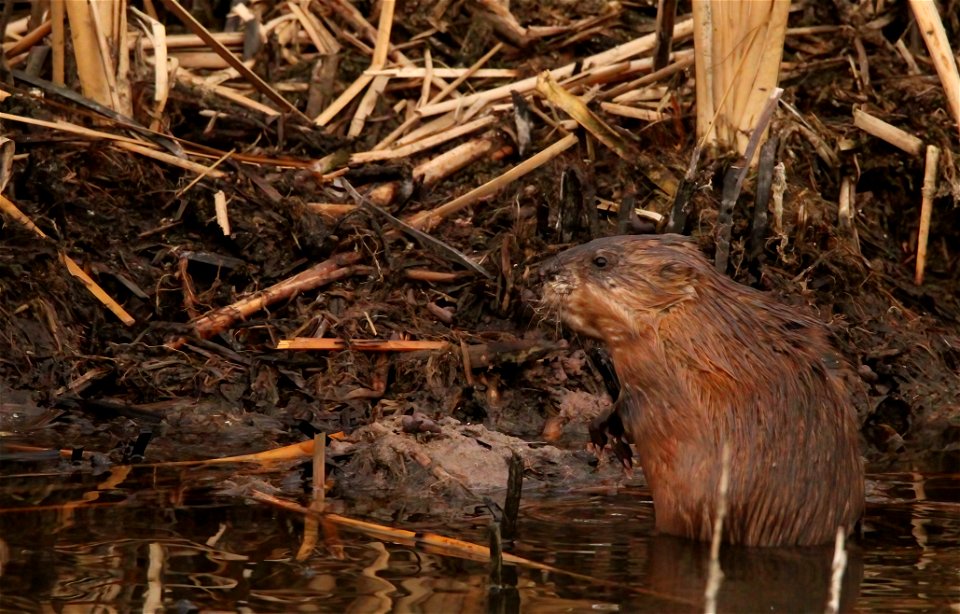 Muskrat Huron Wetland Management District