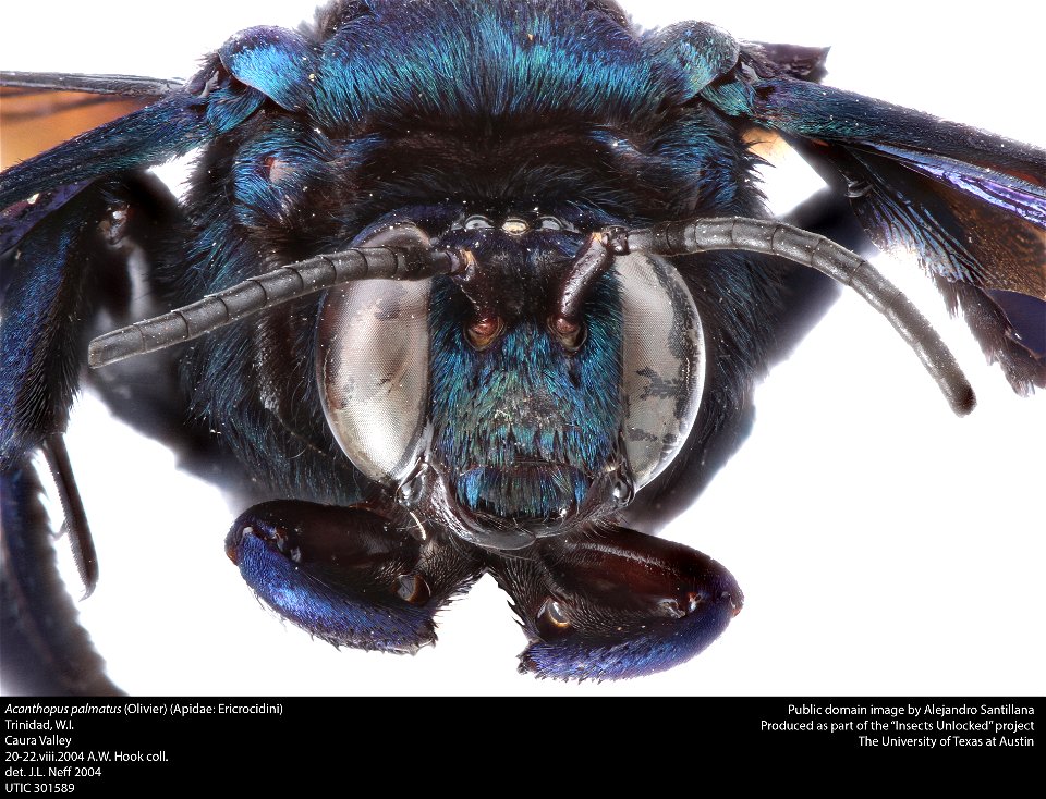 Acanthopus palmatus (Olivier)