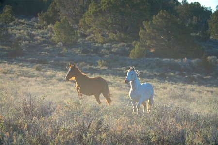 Wild Horses on the Buckhorn Byway