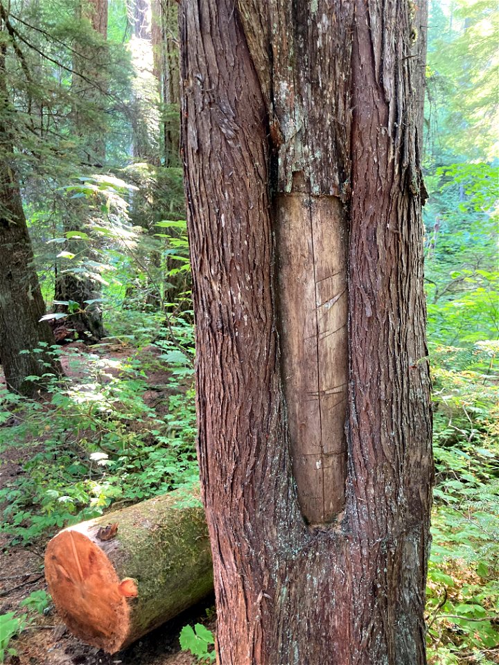 20210824-FS-GP-Peeled Cedar at Twin Falls Campground.