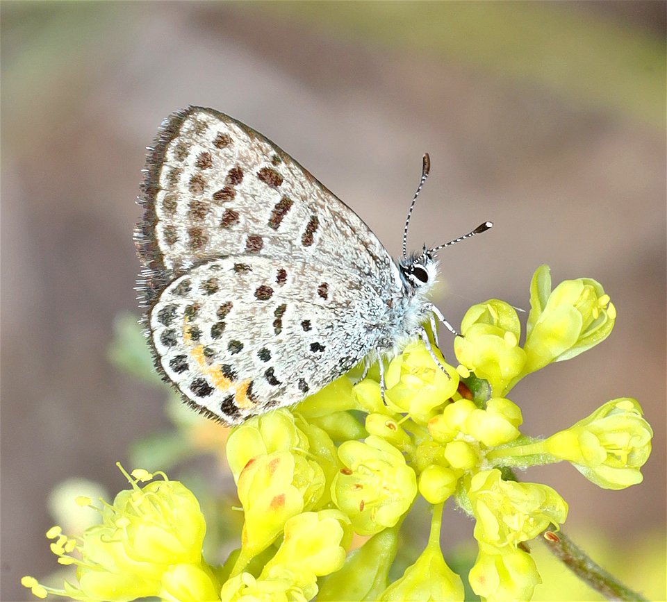 BLUE, GLAUCON (Euphilotes glaucon) (07-03-2022) west boundary rd, aka rte104, klamath co, or -02