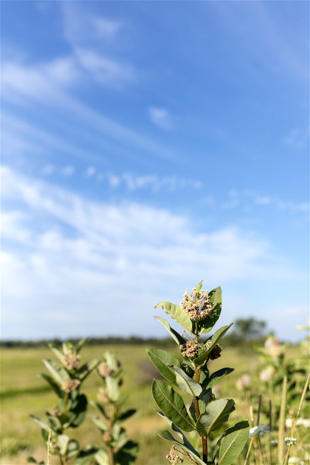 Milkweed Along Drive