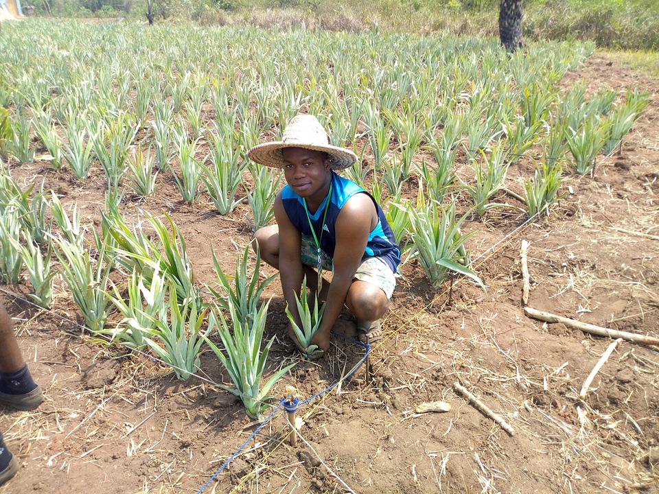 Agriculture farming farm
