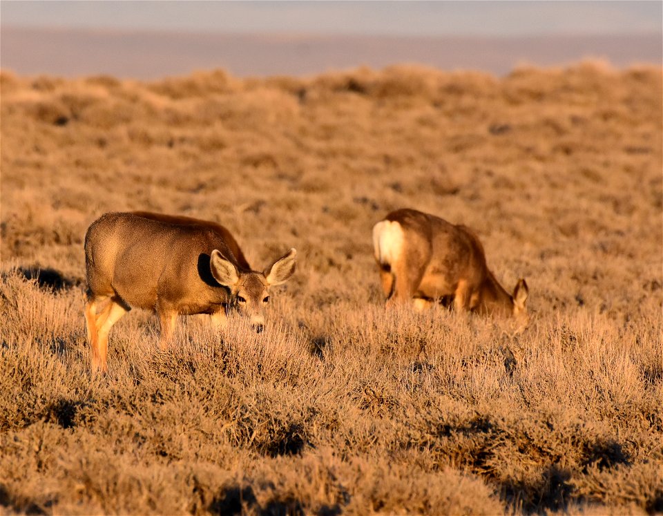 Mule deer at Seedskadee National Wildlife Refuge
