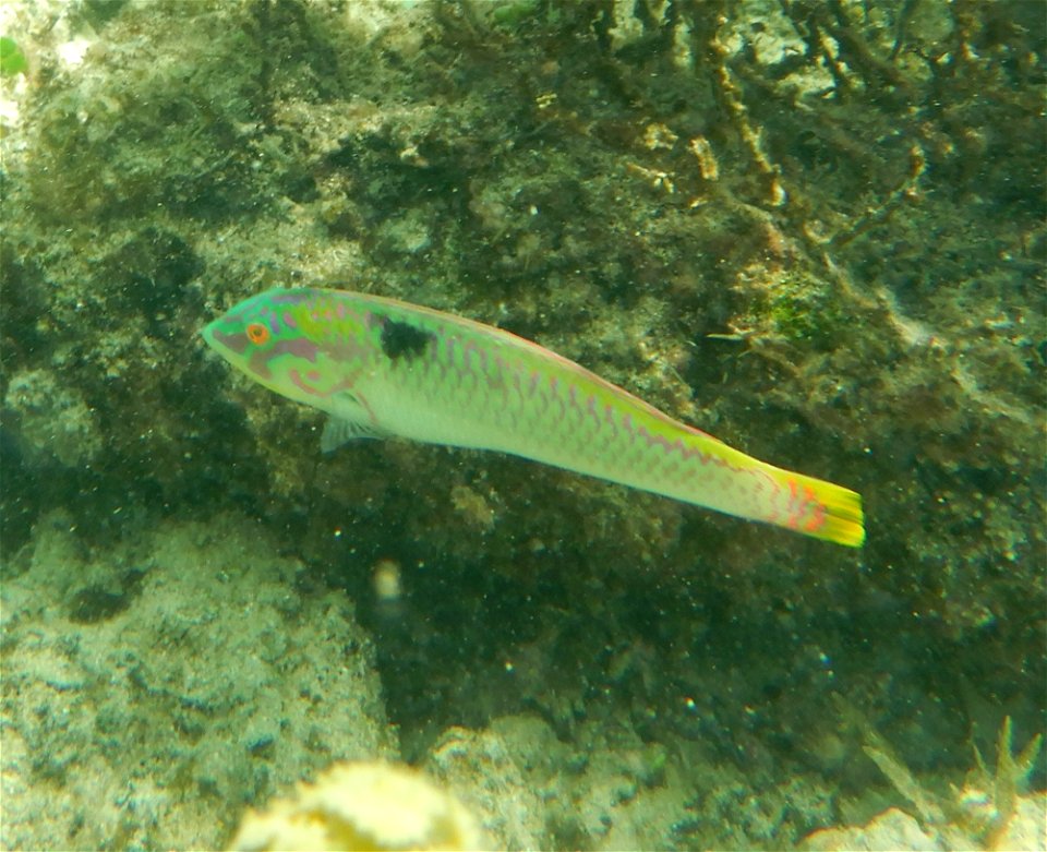 Halichoeres scapularis 2