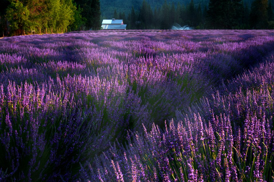 Lavender at sunrise with a hint mist, Lavender Valley Farms, Oregon photo