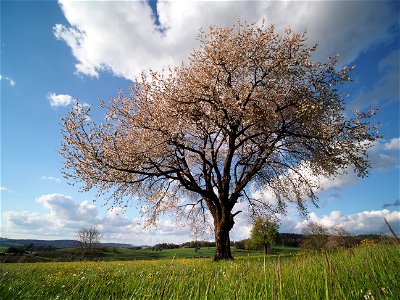 Alter Apfelbaum photo