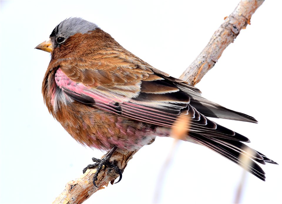 Gray-crowned rosy-finch at Seedskadee National Wildlife Refuge