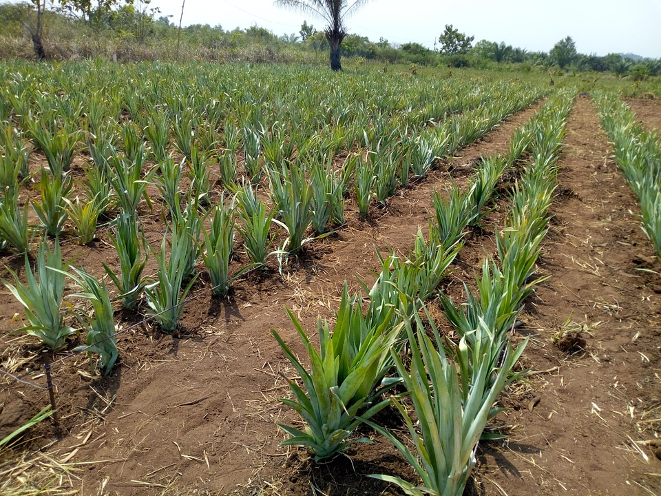 Farm field agroecology