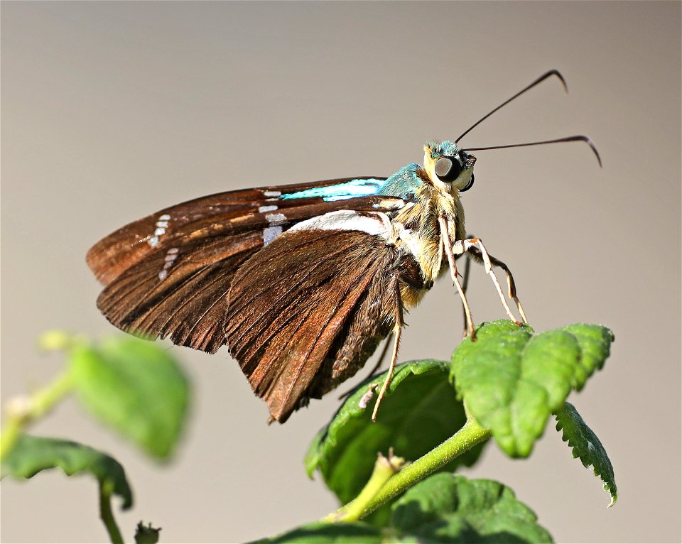 FLASHER, TWO-BARRED (Astraptes fulgerator) (12-30-2021) national butterfly center, mission, hidalgo co, tx -04