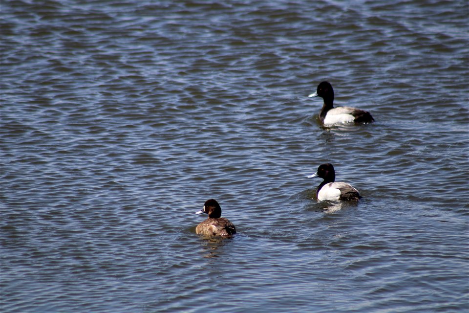 Lesser Scaup Lake Andes National Wildlife Refuge South Dakota