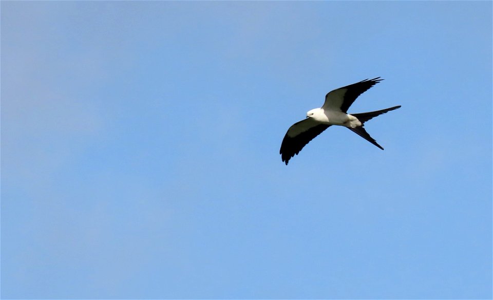 Swallow-tailed Kite