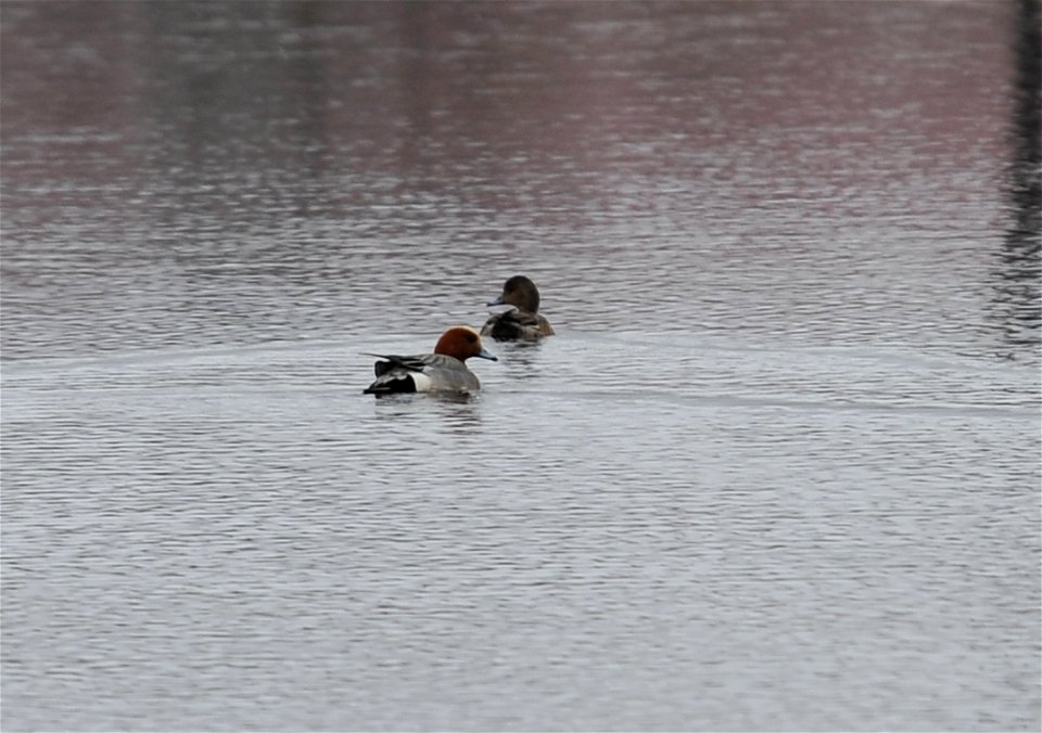 Eurasian Wigeon photo