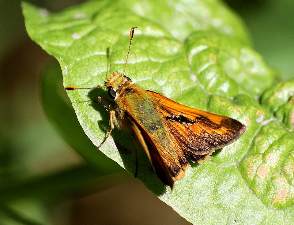SKIPPER, WOODLAND (Ochlodes sylvanoides) (08-30-2022) 5000 ft, bear basin meadow, six rivers nat forest, del norte co, ca -02