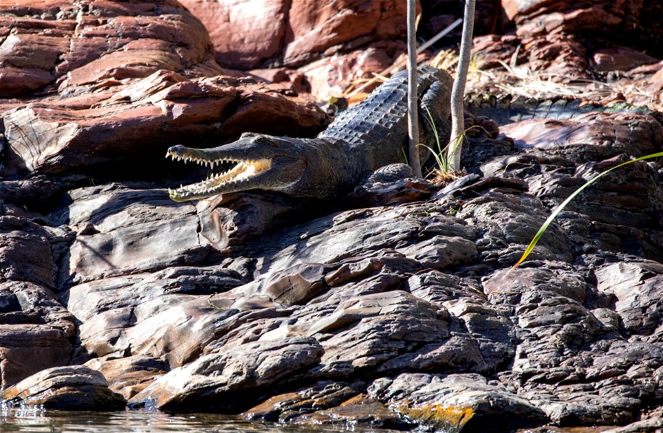 Freshwater crocodiles at Ord River