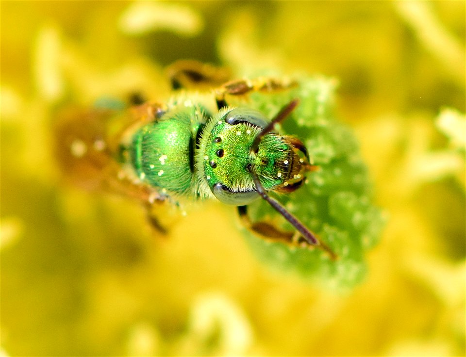Metallic green sweatbee on prickly pear cactus at Pathfinder National Wildlife Refuge Wyoming