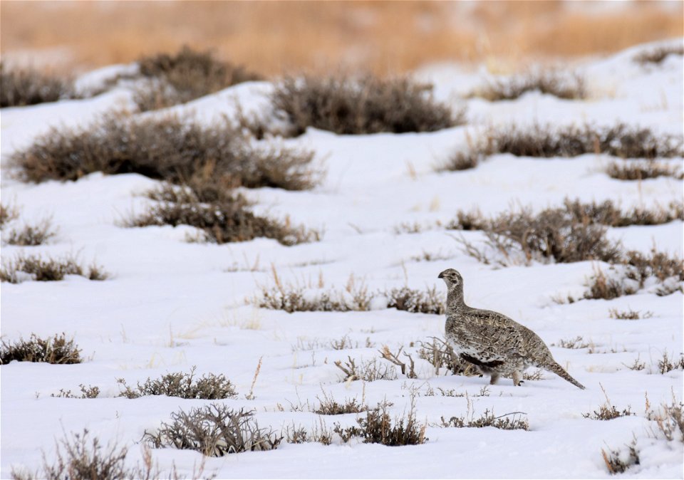 Greater sage-grouse on Seedskadee National Wildlife Refuge