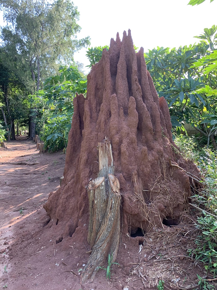 Path termite mounds garden