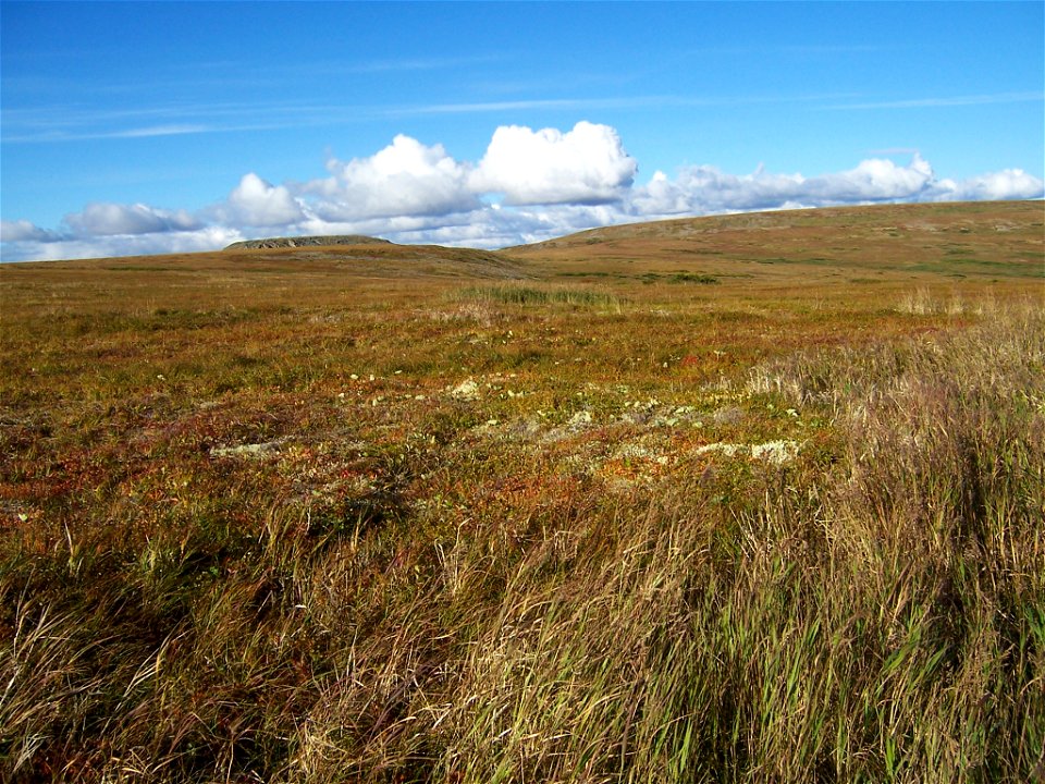 Moist vs. Dry Tundra