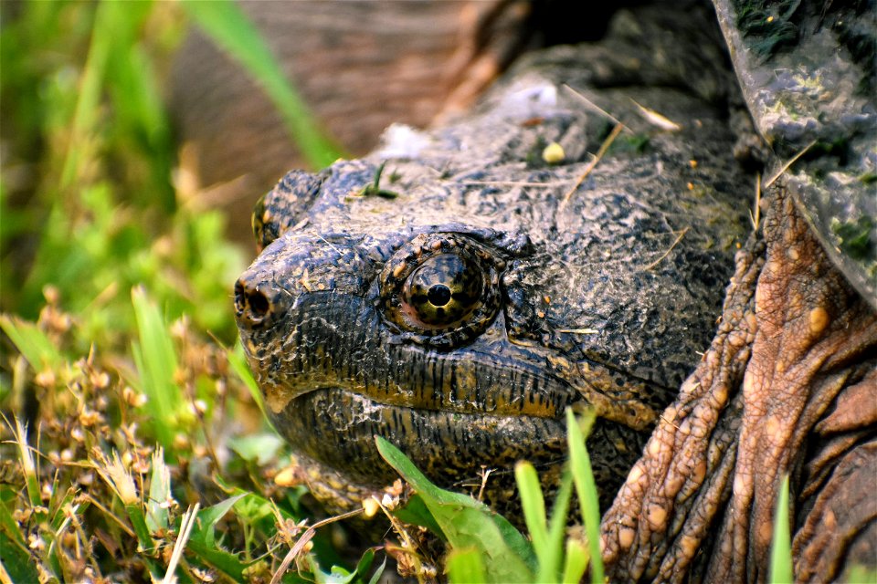 Snapping Turtle Lake Andes Wetland Management District South Dakota photo