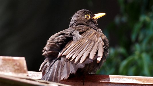 Die Amsel nimmt ein Sonnenbad auf dem Garagendach