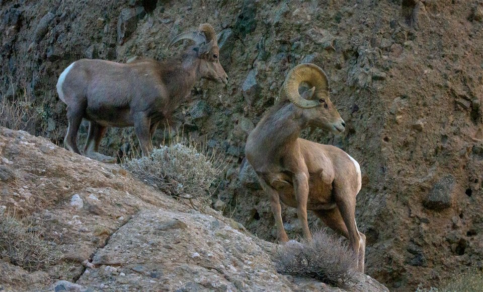 San Gorgonio Wilderness in Sand to Snow National Monument photo