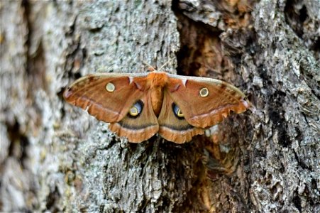 Polyphemus Moth - Antheraea polyphemus photo