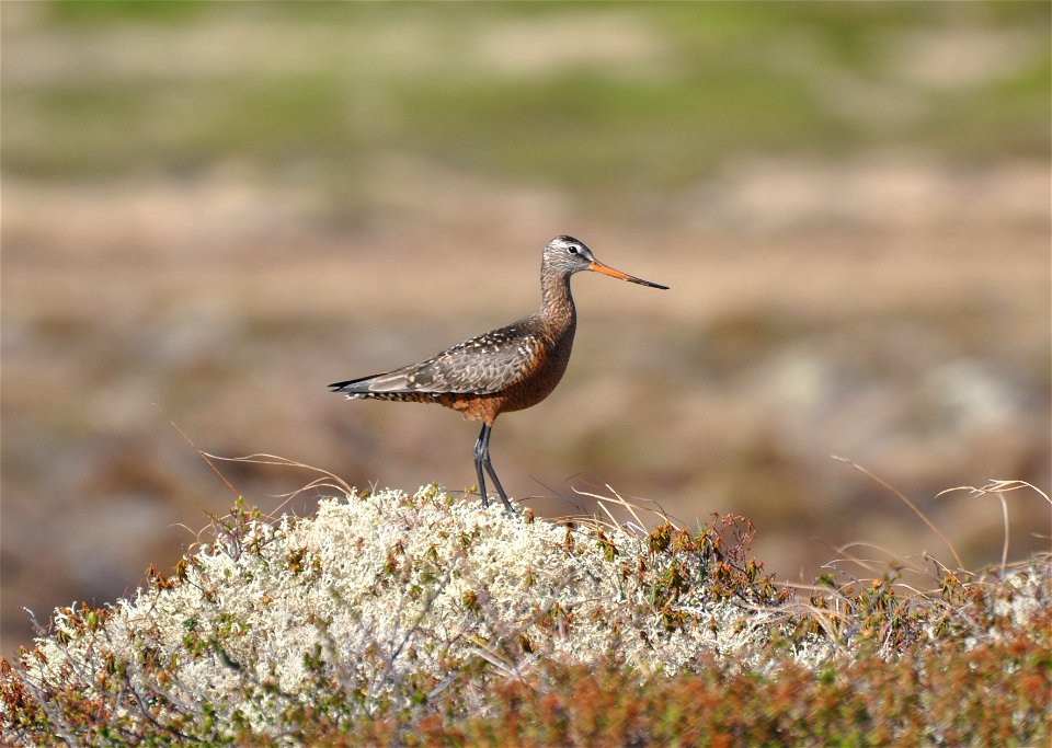 Hudsonian godwit photo