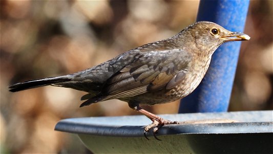 Snack-Time für die Amseldame