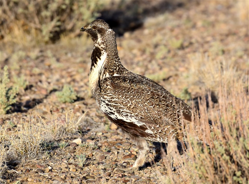 Greater sage-grouse at Seedskadee National Wildlife Refuge