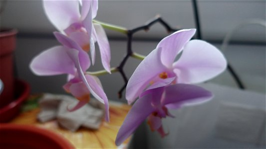 orchids-兰花_2023_0219_182138 photo
