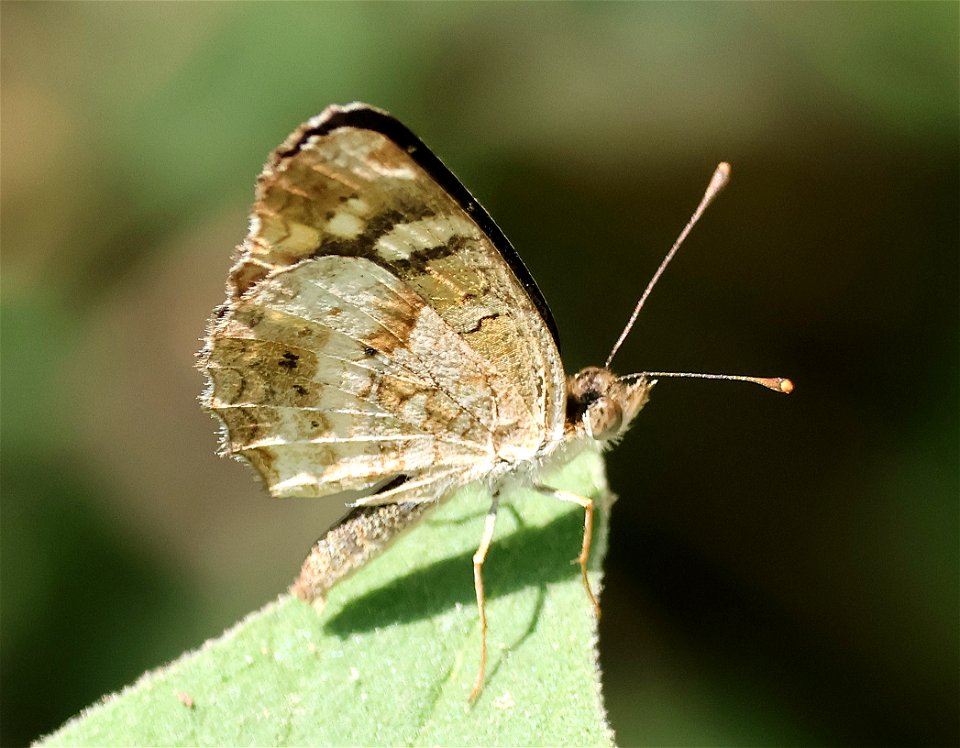 CRESCENT, PALE-BANDED (Phycoides tulcis) (02-27-2023) national buttrtfly center, palmview, hidalgo co, tx -01