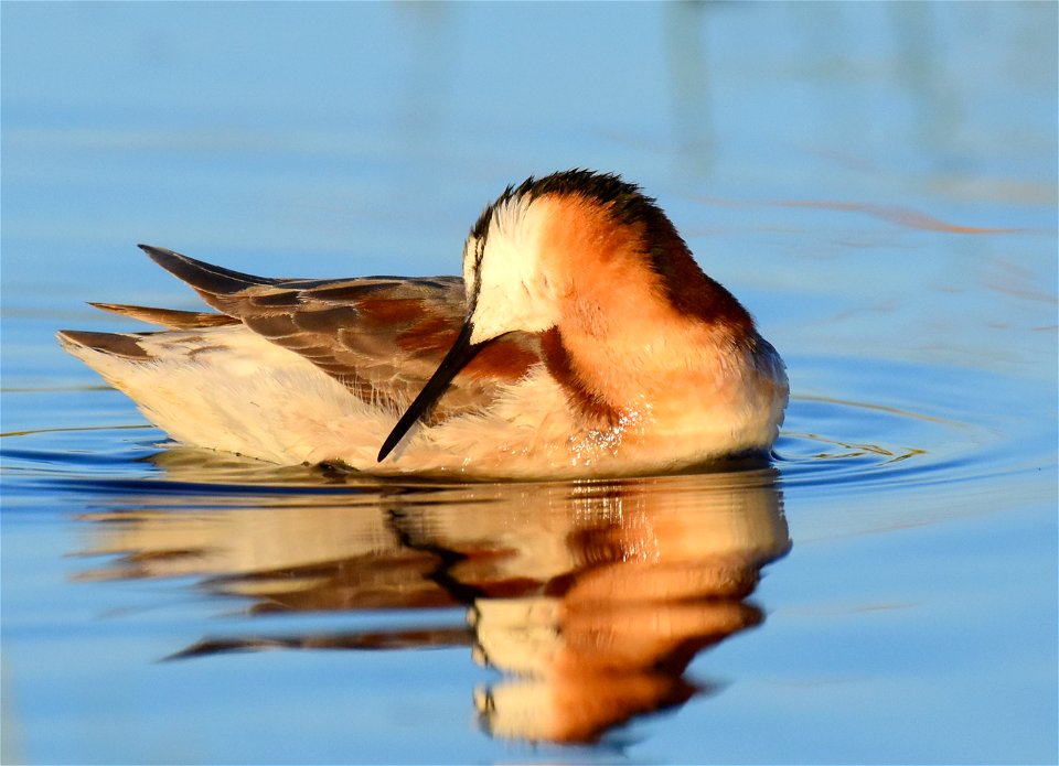 Wilson's phalarope at Seedskadee National Wildlife Refuge