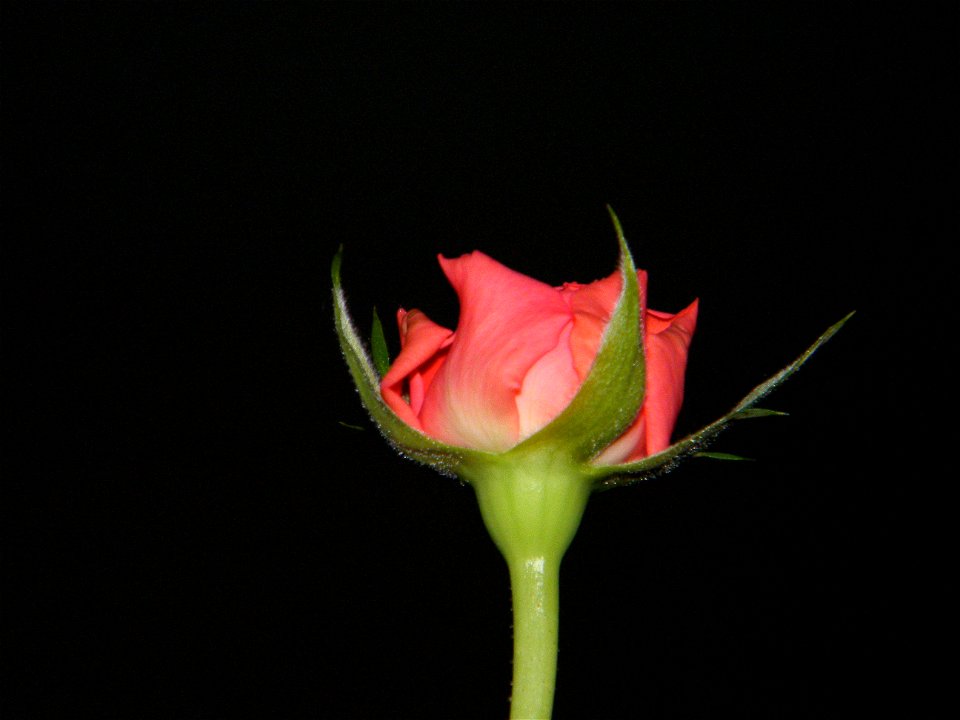 trandfmic_timelps2011_1109_002535