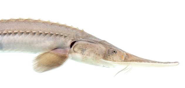 Pallid Sturgeon