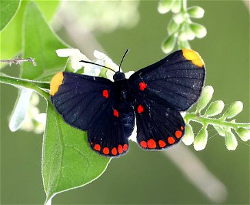 PIXIE, RED-BORDERED (Melanis pixe) (12-12-2022) national buttrerfly center, mission, hidalgo co, tx -02