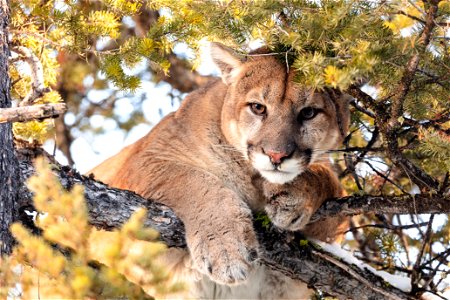 Cougar tom peeks through branches from a tree (3) photo