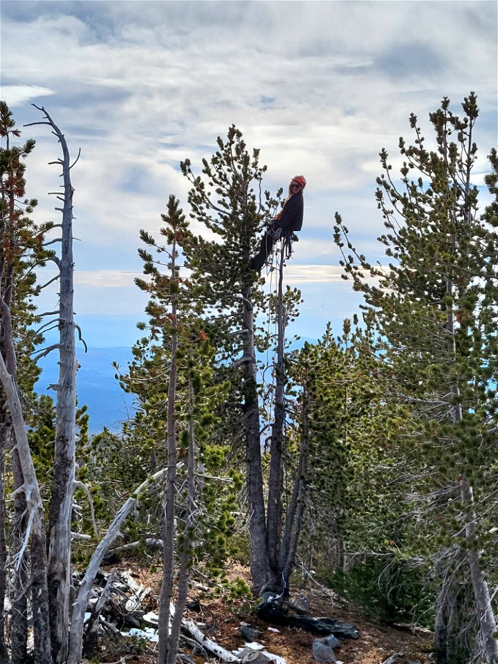 20211019-GP-White Bark Pine Cone collection 04 photo by Mt Adams Resource Stewards
