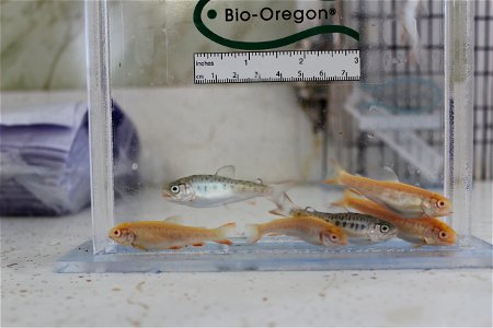 Fin study at Ennis National Fish Hatchery photo
